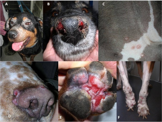 LeishVet guidelines for the practical management of canine leishmaniosis |  Parasites & Vectors | Full Text