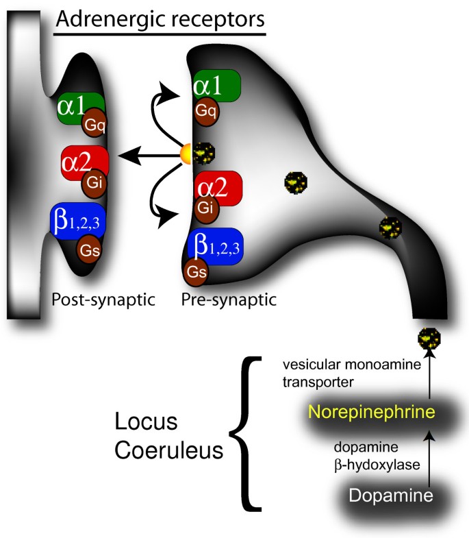 norepinephrine in the brain