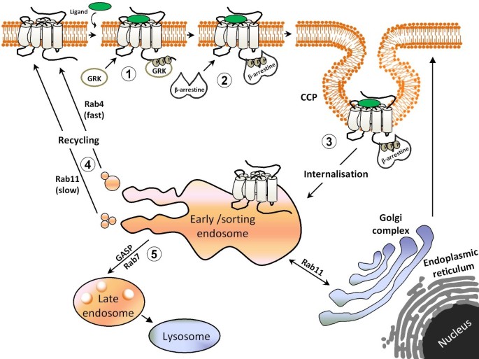 Regulation of opioid receptor signalling: Implications for the development  of analgesic tolerance | Molecular Brain | Full Text