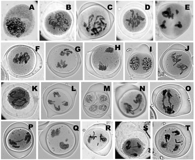 High frequency microcloning of Aloe vera and their true-to-type conformity  by molecular cytogenetic assessment of two years old field growing  regenerated plants | Botanical Studies | Full Text