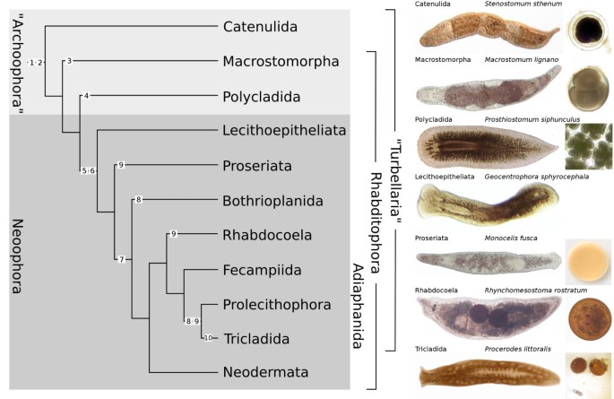 phylogeny platyhelminthes