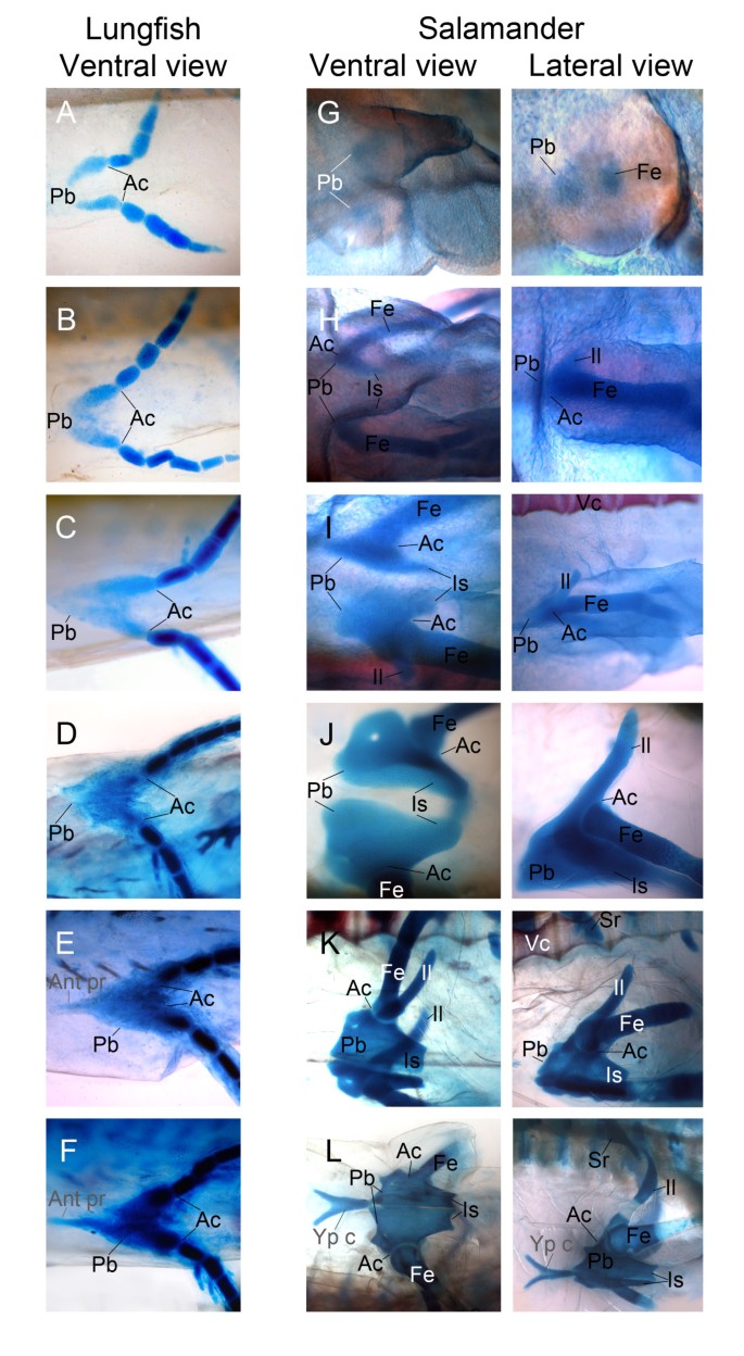 Comparative Pelvic Development Of The Axolotl Ambystoma Mexicanum And The Australian Lungfish Neoceratodus Forsteri Conservation And Innovation Across The Fish Tetrapod Transition Evodevo Full Text Comparative Pelvic Development Of The Axolotl Ambystoma Mexicanum And The Australian Lungfish Neoceratodus Forsteri Conservation And Innovation Across The Fish Tetrapod Transition Evodevo Full Text
