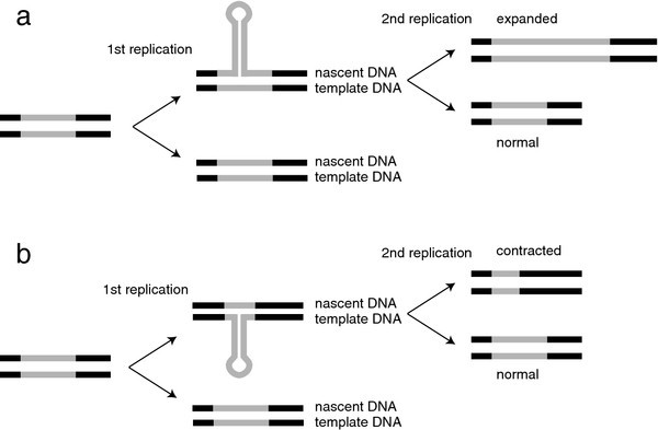 Instability of (CTG)n•(CAG)n trinucleotide repeats and DNA synthesis | Cell  & Bioscience | Full Text