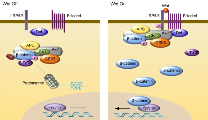 Regulation Of Wnt B Catenin Signaling By Posttranslational Modifications Cell Bioscience Full Text