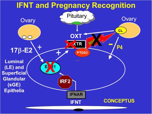 Pregnancy recognition signaling mechanisms in ruminants and pigs | Journal  of Animal Science and Biotechnology | Full Text