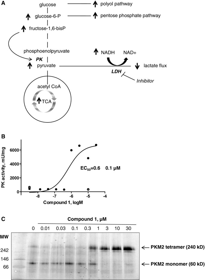 Quinoline 3 Sulfonamides Inhibit Lactate Dehydrogenase A And Reverse Aerobic Glycolysis In Cancer Cells Cancer Metabolism Full Text