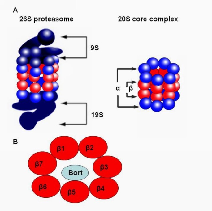 The resistance mechanisms of proteasome inhibitor bortezomib | Biomarker  Research | Full Text