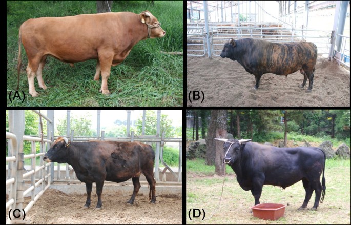 Hanwoo cattle: origin, domestication, breeding strategies and genomic  selection | Journal of Animal Science and Technology | Full Text