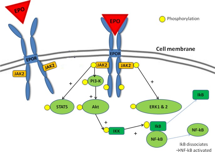Erythropoietin Receptor