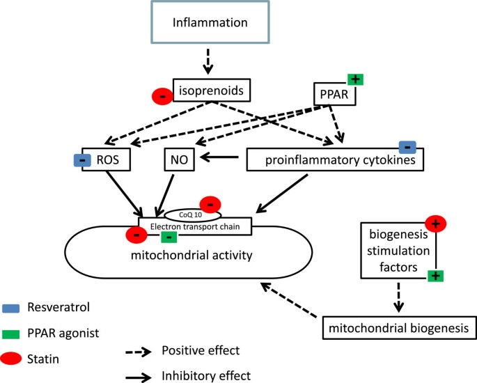 PDF) Statins, Fibrates and Myopathy: Pathophysiological Mechanism, Risk  Factors and Laboratory Markers