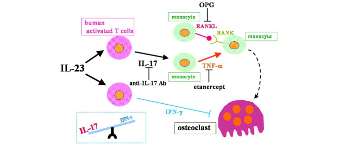 Il 23 Induces Human Osteoclastogenesis Via Il 17 In Vitro And Anti Il 23 Antibody Attenuates Collagen Induced Arthritis In Rats Arthritis Research Therapy Full Text