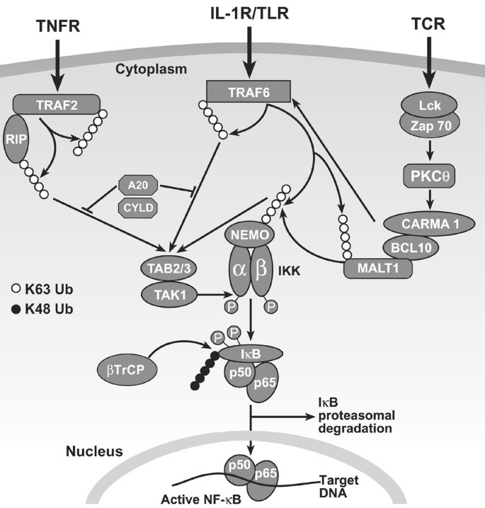 The roles of the classical and alternative nuclear factor-kappaB pathways:  potential implications for autoimmunity and rheumatoid arthritis |  Arthritis Research & Therapy | Full Text