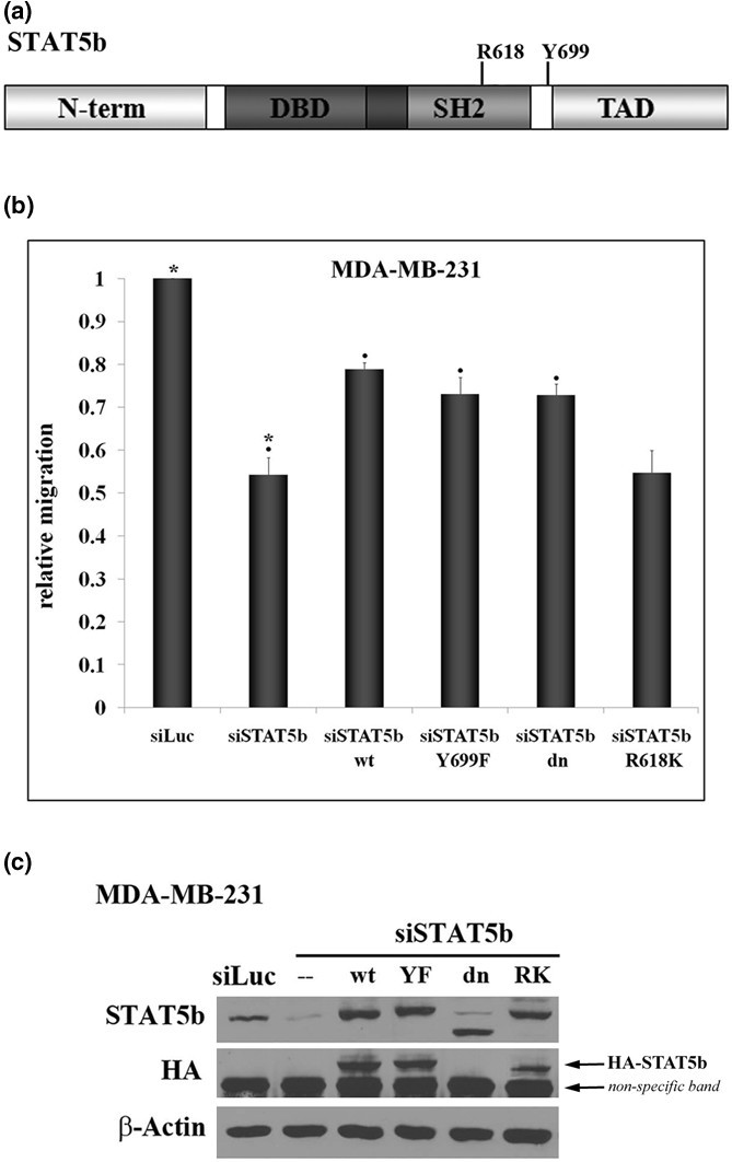 A Novel Role For Signal Transducer And Activator Of Transcription 5b Stat5b In B 1 Integrin Mediated Human Breast Cancer Cell Migration Breast Cancer Research Full Text