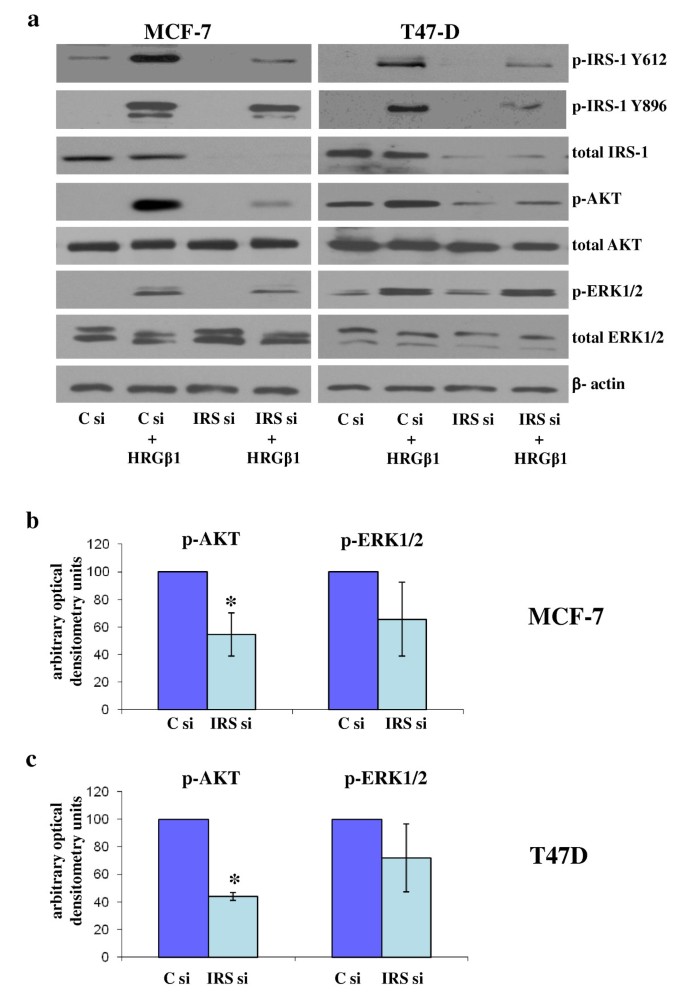 erbB3 recruitment of insulin receptor substrate 1 modulates insulin-like  growth factor receptor signalling in oestrogen receptor-positive breast  cancer cell lines | Breast Cancer Research | Full Text