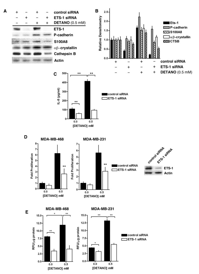 Ets 1 Is A Transcriptional Mediator Of Oncogenic Nitric Oxide Signaling In Estrogen Receptor Negative Breast Cancer Breast Cancer Research Full Text