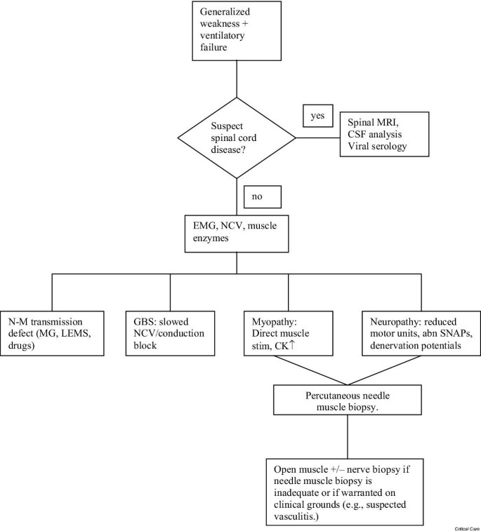 Pathophysiology Of Guillain Barre Syndrome In Flow Chart