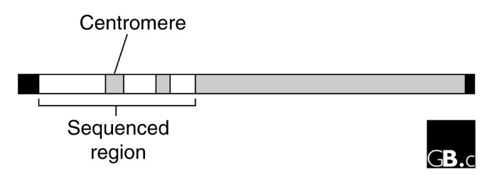 The organization and evolution of the human Y chromosome | Genome Biology |  Full Text