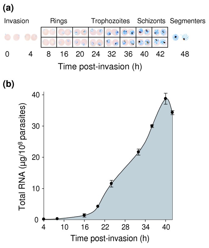 The 'permeome' of the malaria parasite: an overview of the ...
