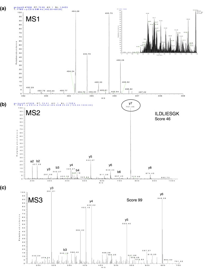 Identification Of 491 Proteins In The Tear Fluid Proteome Reveals A Large Number Of Proteases And Protease Inhibitors | Genome Biology | Full Text Identification Of 491 Proteins In The Tear Fluid Proteome Reveals A Large Number Of Proteases And Protease Inhibitors | Genome Biology | Full Text
