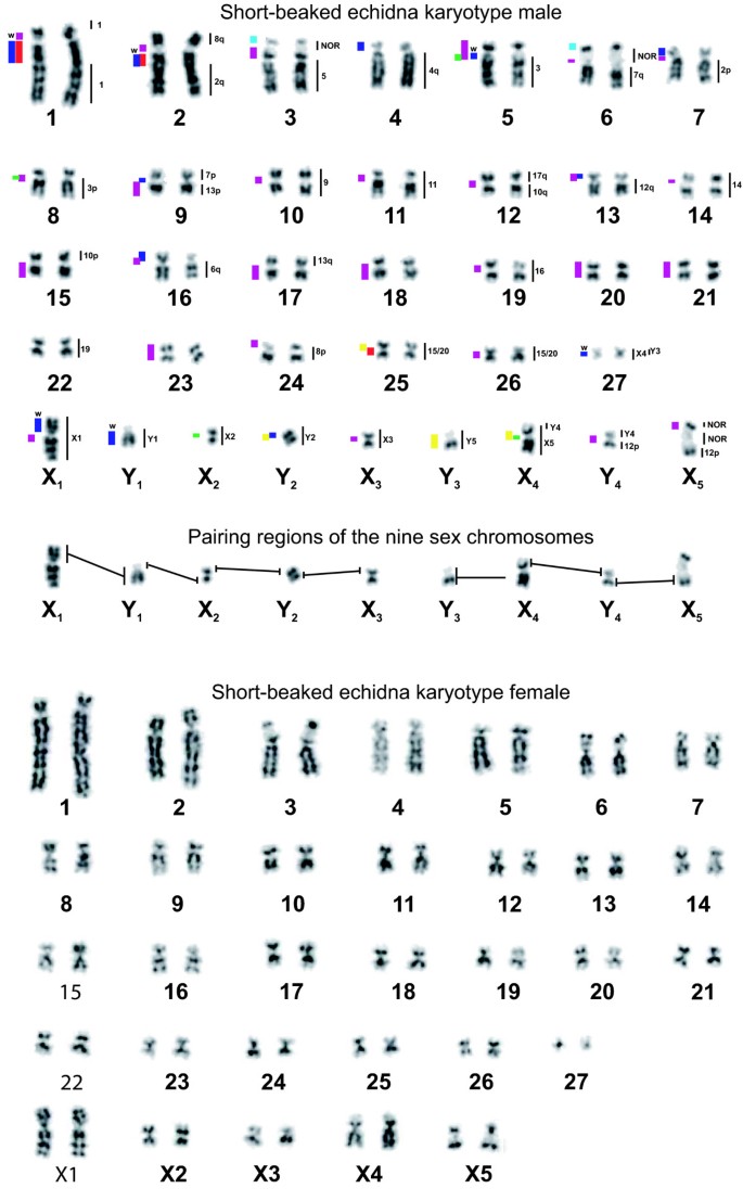 PDF) Lack of sex chromosome specific meiotic silencing in platypus