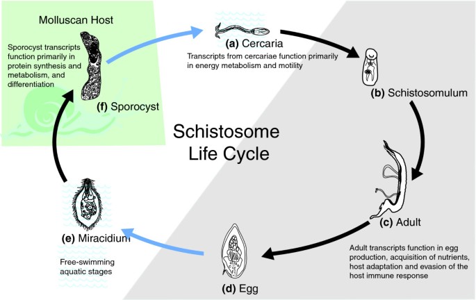 Parasitic helminths have a highly developed