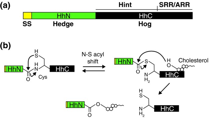 sonic hedgehog protein structure