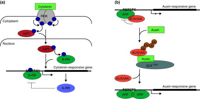 Cytokinin And Auxin Intersection In Root Meristems Genome Biology Full Text