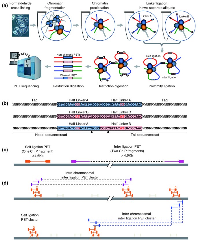 ChIA-PET tool for comprehensive chromatin interaction analysis with  paired-end tag sequencing | Genome Biology | Full Text