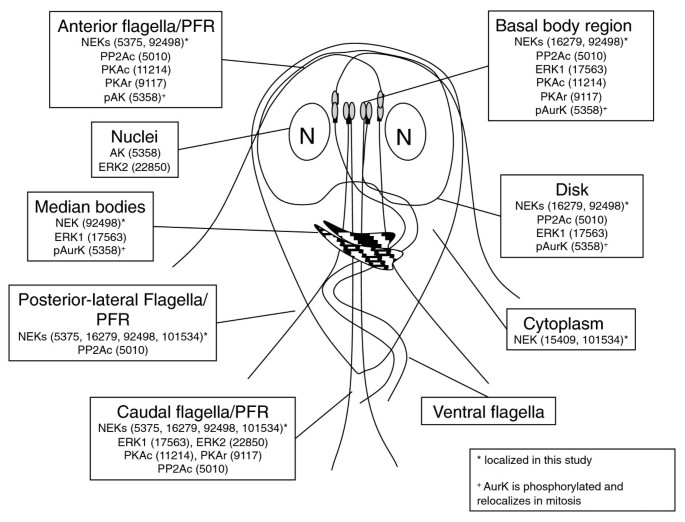 giardia structure and reproduction