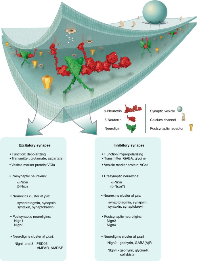 Neurexin-3 subsynaptic densities are spatially distinct from Neurexin-1 and  essential for excitatory synapse nanoscale organization in the hippocampus