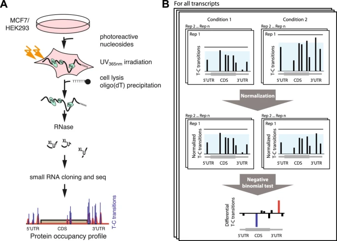 Differential protein occupancy profiling of the mRNA transcriptome