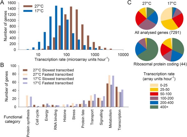 Direct measurement of transcription rates reveals multiple mechanisms for  configuration of the Arabidopsisambient temperature response | Genome  Biology | Full Text