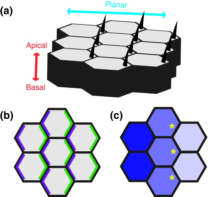 Q&A: Quantitative approaches to planar polarity and tissue organization |  Journal of Biology | Full Text