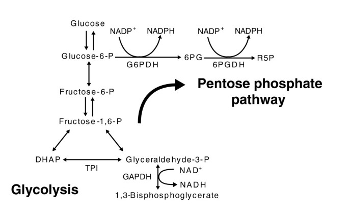 pentose phosphate pathway and glycolysis