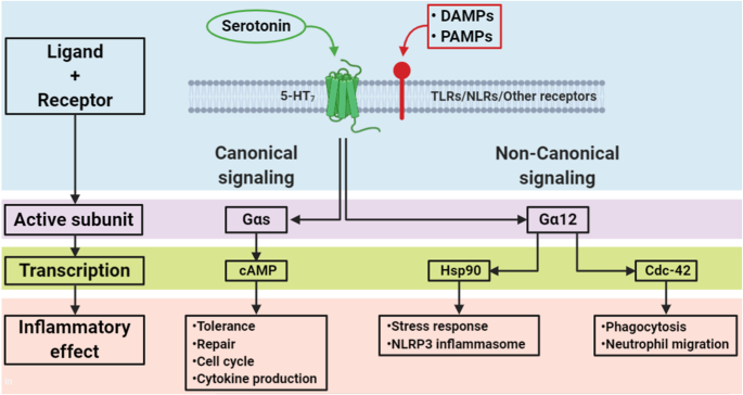 Role Of 5 Ht 7 Receptors In The Immune System In Health And Disease Springerlink