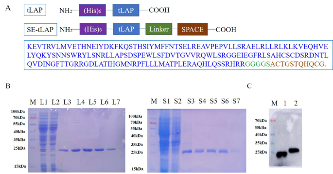 F127-SE-tLAP thermosensitive hydrogel alleviates bleomycin-induced skin fibrosis via TGF-β/Smad pathway | Molecular Medicine | Full Text f127-se-tlap-thermosensitive-hydrogel-alleviates-bleomycin-induced-skin-fibrosis-via-tgf-smad-pathway-molecular-medicine-full-text