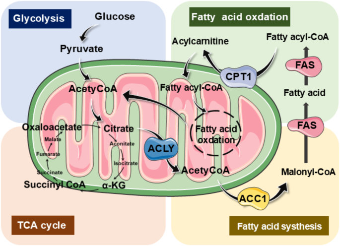does acetyl l carnitine increase testosterone The Difference Between L-Carnitine & Acetyl L-Carnitine  Swanson Vitamins