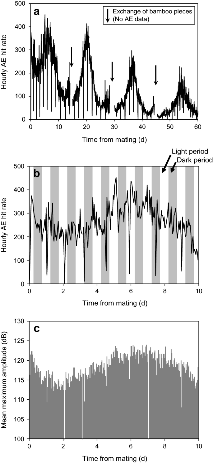 Nondestructive Evaluation Of Oviposition Behavior Of The Bamboo Powderpost Beetle Dinoderus Minutus Using X Ray Computed Tomography And Acoustic Emission Journal Of Wood Science Full Text