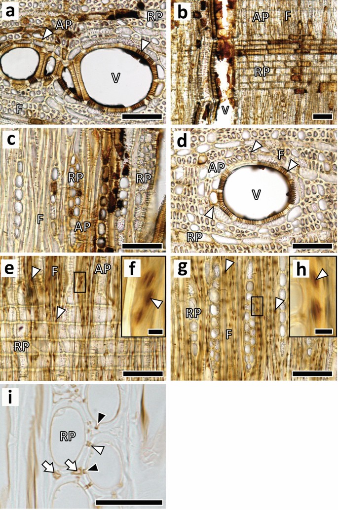 Pathways Of Extra And Intercellular Diffusion Of Colored Substances In The Blackened Xylem Of Diospyros Kaki Springerlink