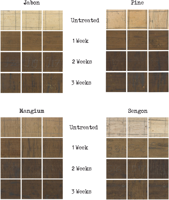 Color change and termite resistance of fast-growing tropical woods treated  with kesambi (Schleichera oleosa) smoke | Journal of Wood Science | Full  Text