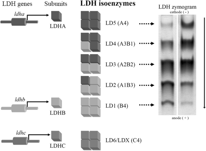 The Usefulness Of Lactate Dehydrogenase Measurements In Current Oncological Practice Cellular Molecular Biology Letters Full Text