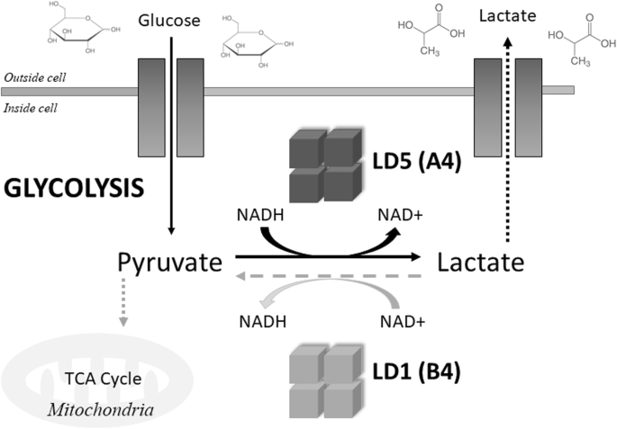 The usefulness of lactate dehydrogenase measurements in current oncological  practice | Cellular & Molecular Biology Letters | Full Text