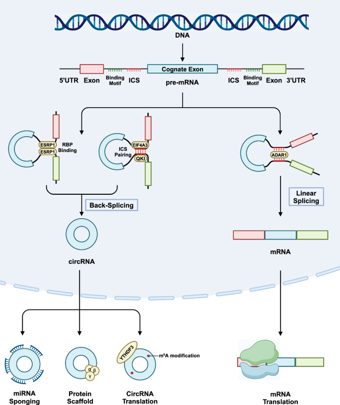 the-crosstalk-between-alternative-splicing-and-circular-rna-in-cancer-pathogenic-insights-and-therapeutic-implications-cellular-molecular-biology-letters-full-text