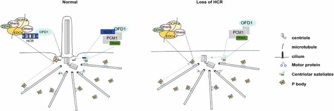 CCHCR1 links P-body proteins to the centrosome and is required for ...
