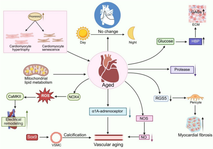 Cellular and molecular mechanisms underlying cardiovascular aging ...