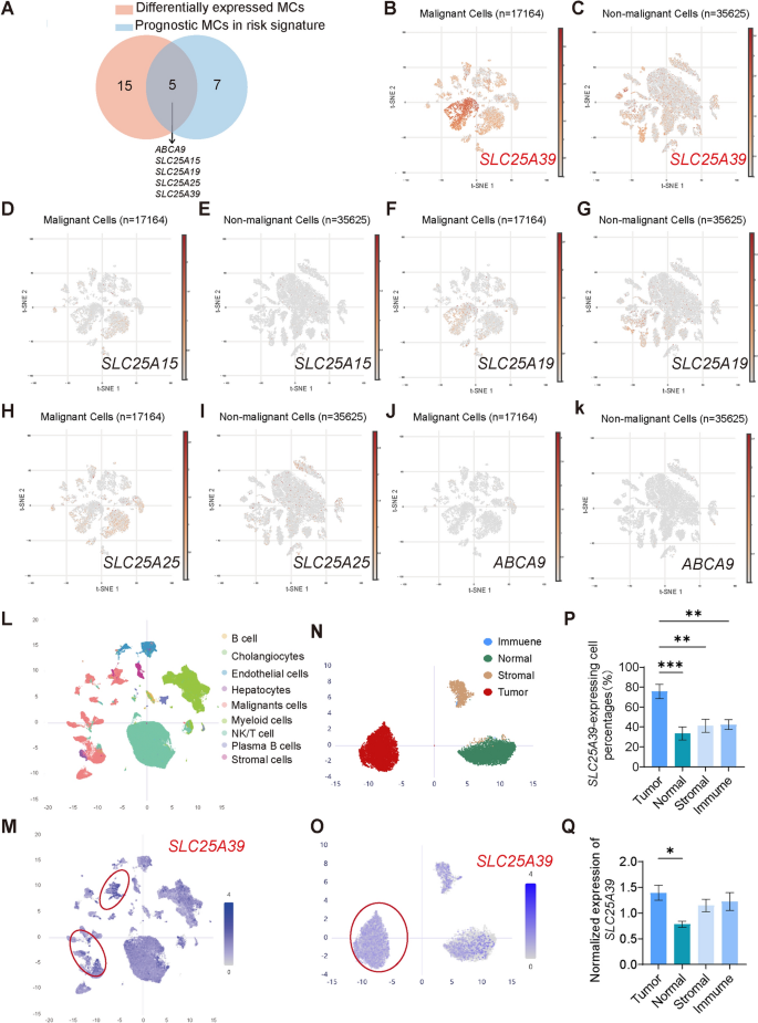slc25a39 is necessary for mitochondrial glutathione import in mammalian cells Autoregulatory control of mitochondrial glutathione homeostasis