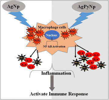 Nanosized Silver Ii Pyridoxine Complex To Cause Greater Inflammatory Response And Less Cytotoxicity To Raw264 7 Macrophage Cells Nanoscale Research Letters Full Text