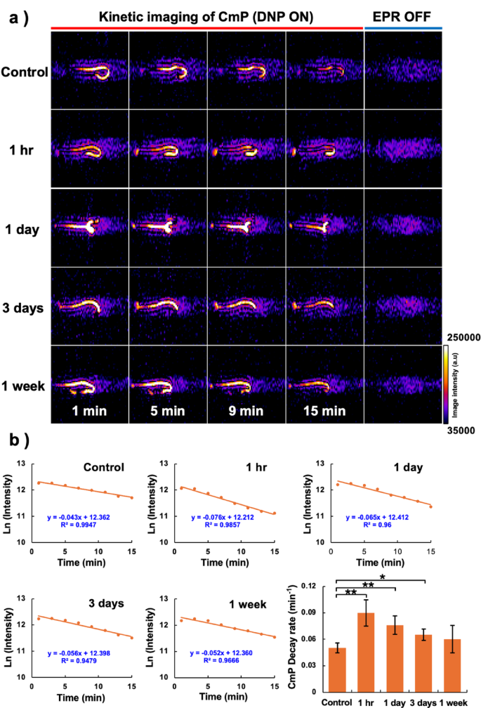 Development of a noninvasive redox imaging method that can stably ...