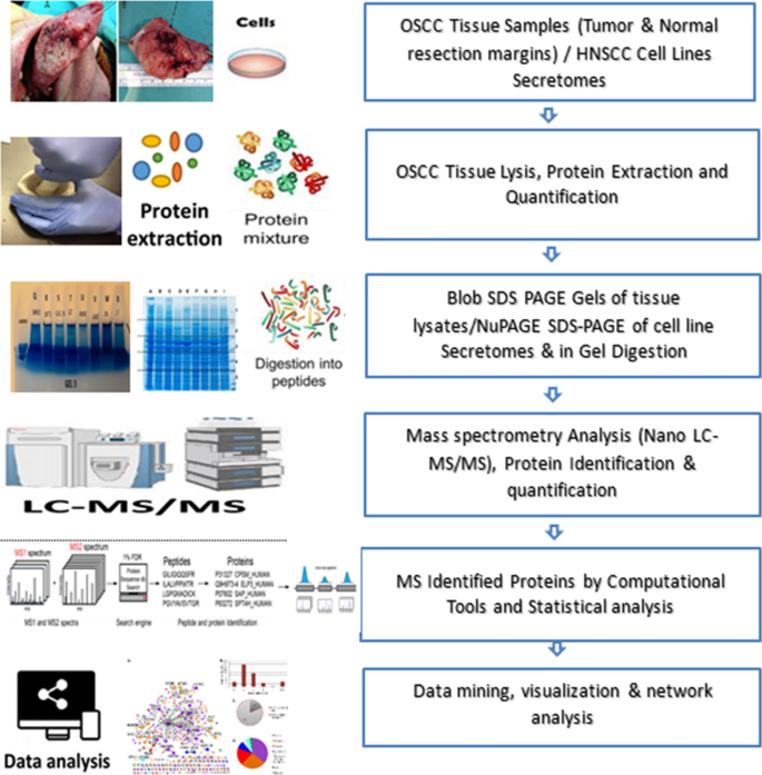 Wedge Amplifier dishonest Secreted protein markers in oral squamous cell carcinoma (OSCC) | Clinical  Proteomics | Full Text