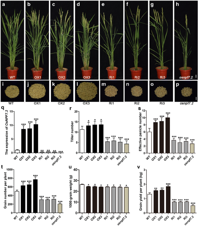 Rice nitrate transporter OsNPF7.2 positively regulates tiller number and  grain yield | Rice | Full Text